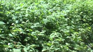 JAPANESE KNOTWEED