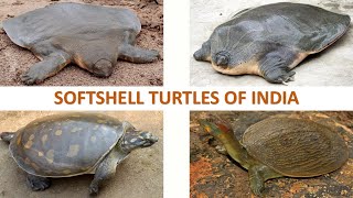 Softshell Turtles of India 🇮🇳 | Turtles | Indian Reptiles