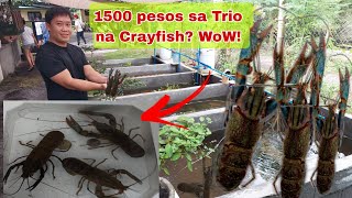 Kayang Kumita ng 60,000/Month dahil sa Crayfish? How?