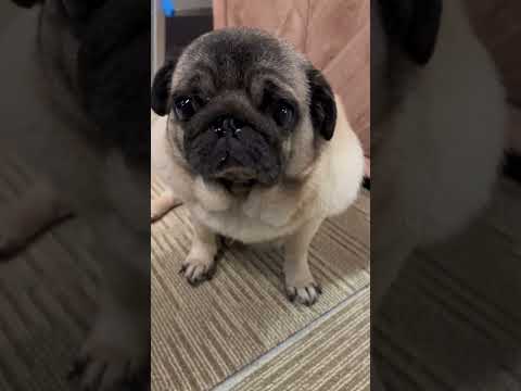今日も可愛いマイペースなパグさん#pug #パグ #推し活 #いぬのいる生活