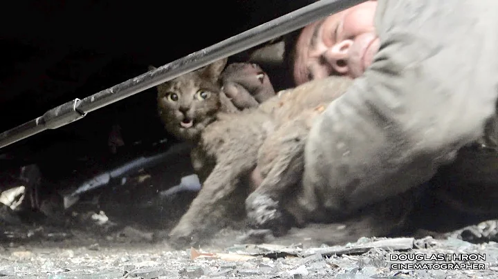 Paradise California Camp Fire Cat Rescue 2018 by S...