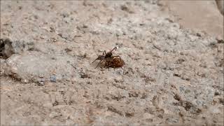 Aranha papa-moscas cortejando - Jumping spider courtship (Marma nigritarsis)