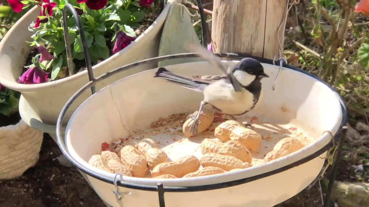 2026年2月21日今日はシジュウカラくんです