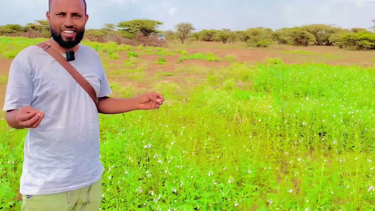 Beerashada saliid macsarta