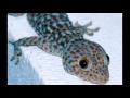 cri du Gecko Tokay gros lézard cambodge thaïlande vietnam