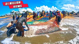 Oh My God ! 1000Kg Of Fish Caught In Seine Net Fishing