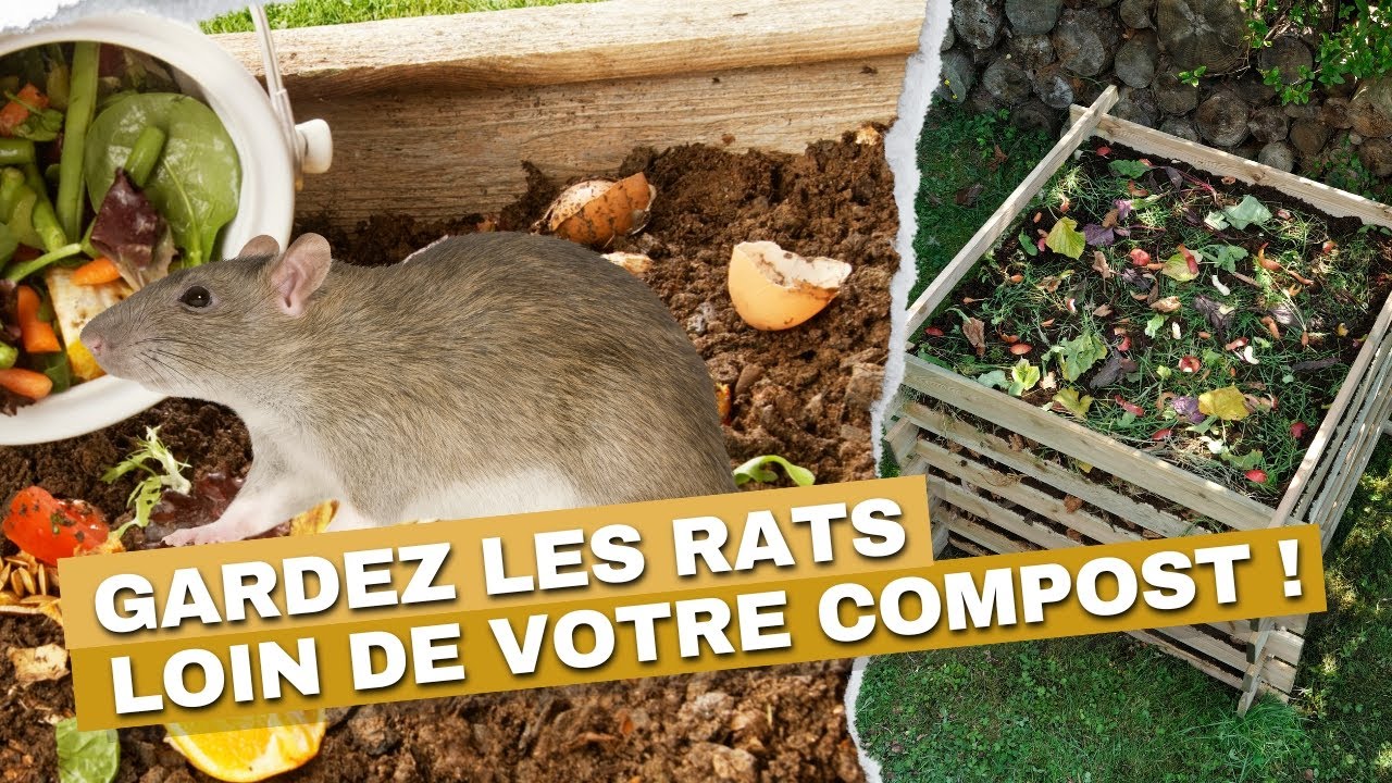 Trench Composting Rats Protégez votre compost des rats sans cruauté ! - YouTube