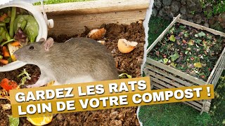 Protégez votre compost des rats sans cruauté !