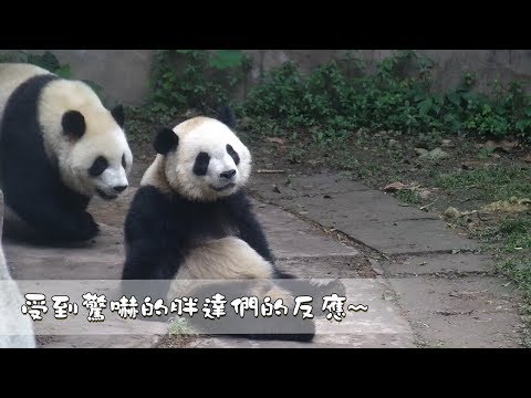 《熊貓早晚安》受到驚嚇的胖達們的反應~~ | iPanda
