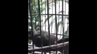 Tips agar ayam hutan hijau cepat bunyi #umur2,5bulansudahbelajarkokok#APAHIKEDUBARAT