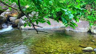 Calm Woodland Waters and Singing Birds, Calm Nature Sounds for Relaxation and Deep Focus