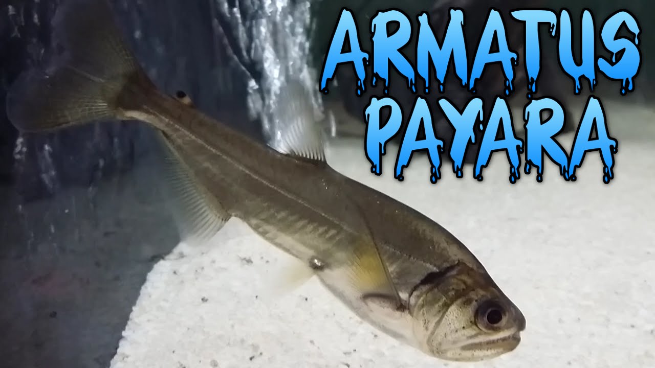 video editing software free Armatus Payara