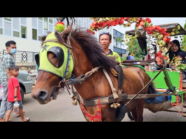 KUDA | DELMAN 🎈NAIK DELMAN ALUN²  KAJEN VERSI LAGI KUCING MEONG, KUDA TUNGGANG, KUDA JOGET class=