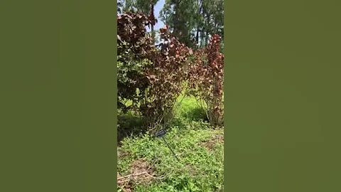 Plants100