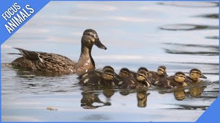 Ducks, Ducklings and Quacking Sounds by Focus ANIMALS 50 views 2 years ago 8 minutes, 38 seconds