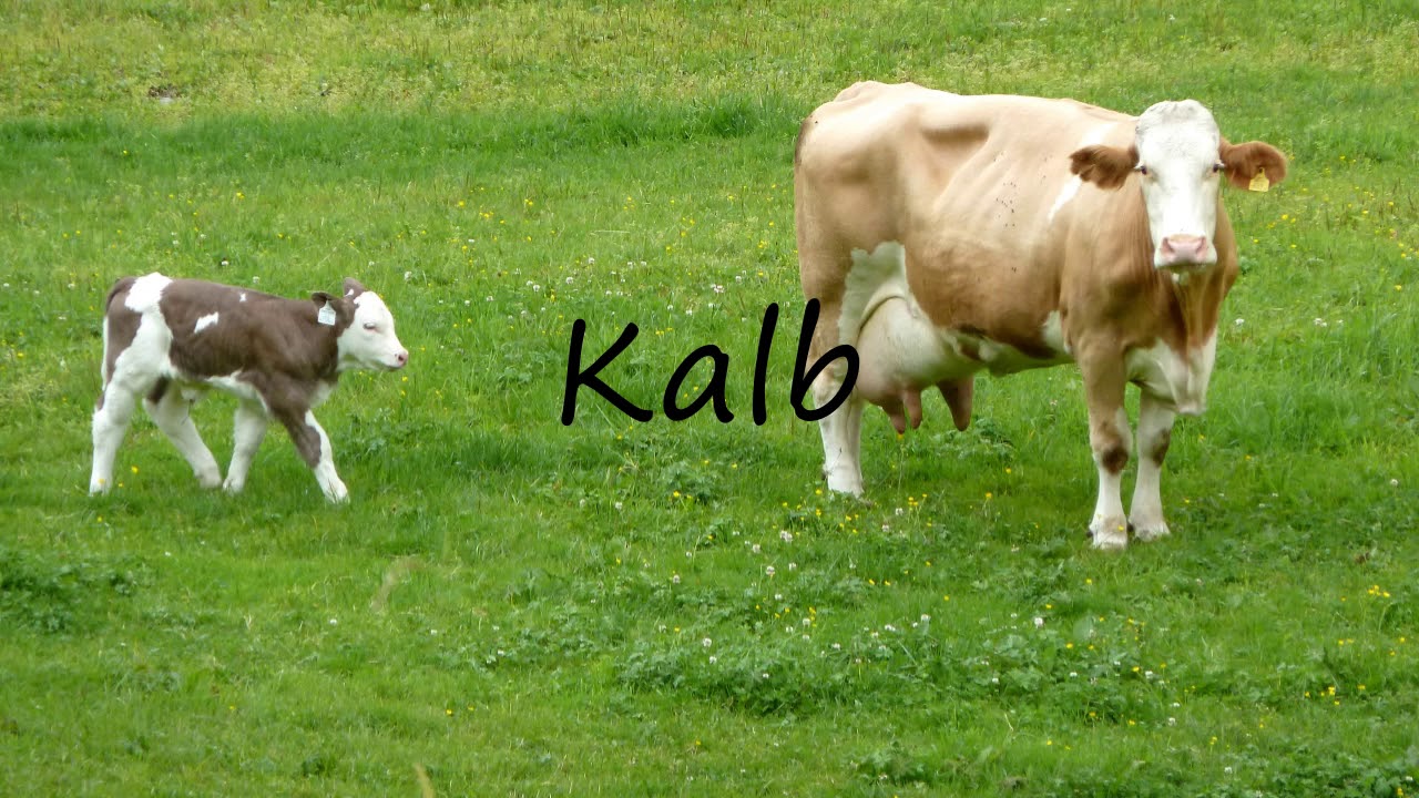 How to Pronounce Kalb? YouTube