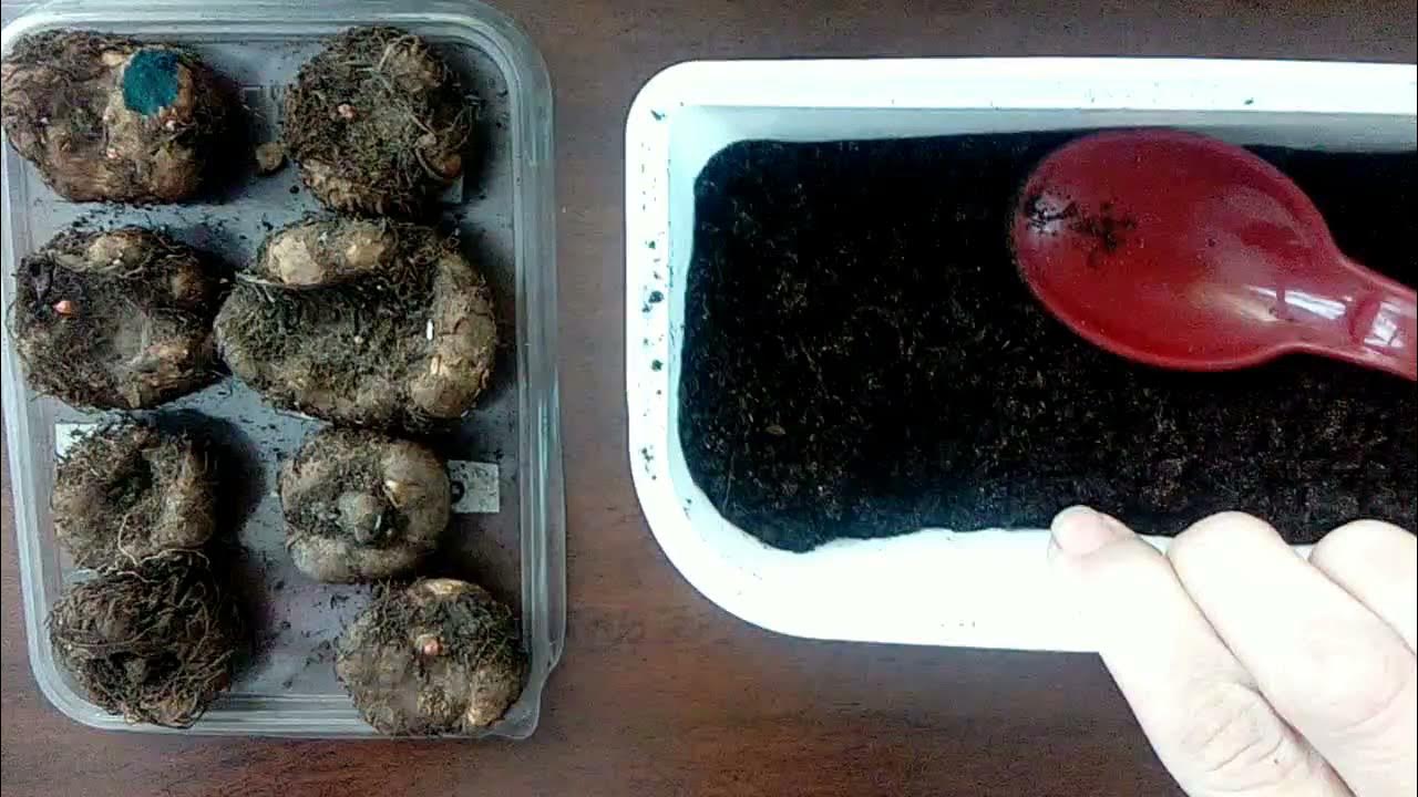 Когда выкапывать бегонию клубневую на зиму