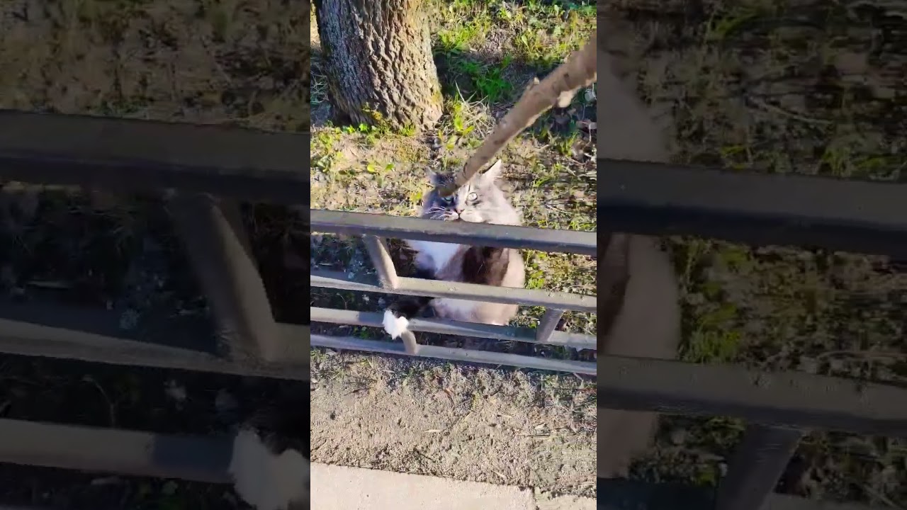 Бася любит играть с палочкой - Frame the World 