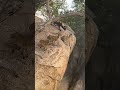 Wild Dogs Hunt Cliffside Antelope 🐾