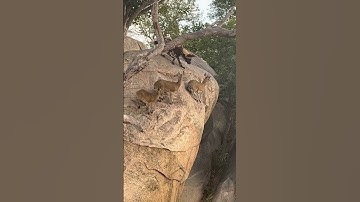 Wild dogs hunt antelope on a cliff