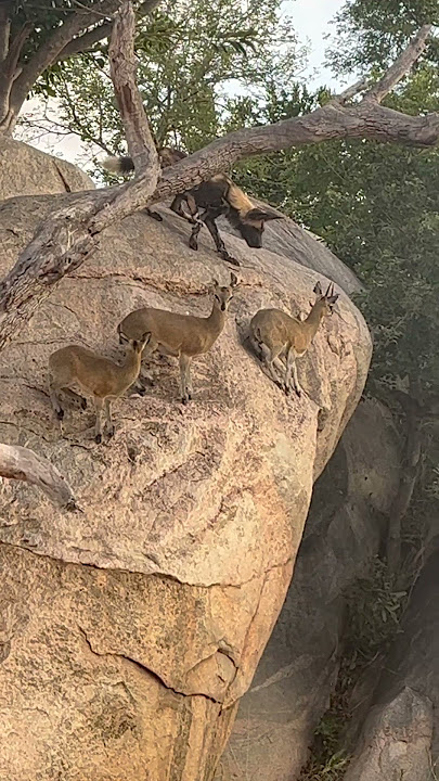 Wild dogs hunt antelope on a cliff