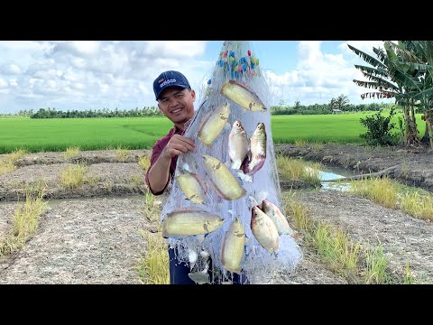 Video Giăng Lưới Cá Dảnh Về Làm Chả,Kho Với Lại Cà chua Làm... - youtube