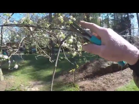APICAL DOMINANCE IN GRAPEVINES