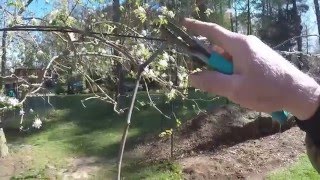 APICAL DOMINANCE IN GRAPEVINES