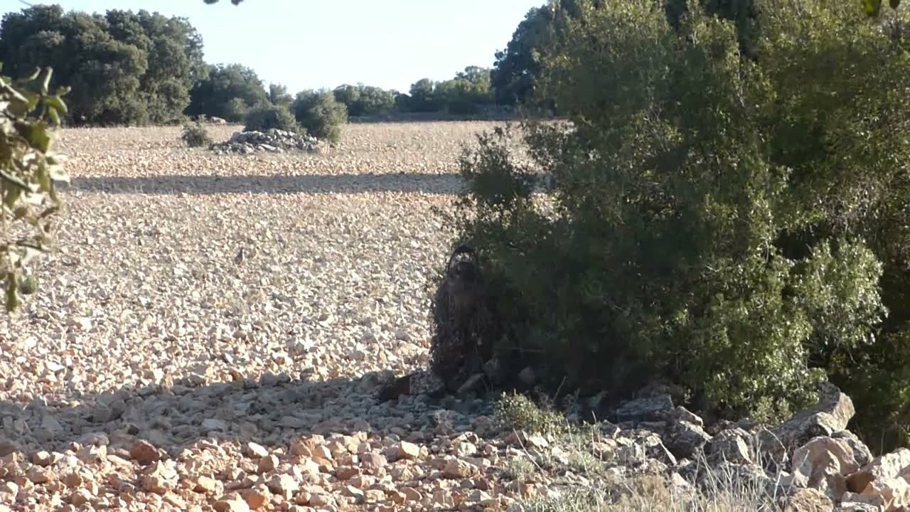 EL MUDO. Aguardo de Amparito. 1-03-2024.