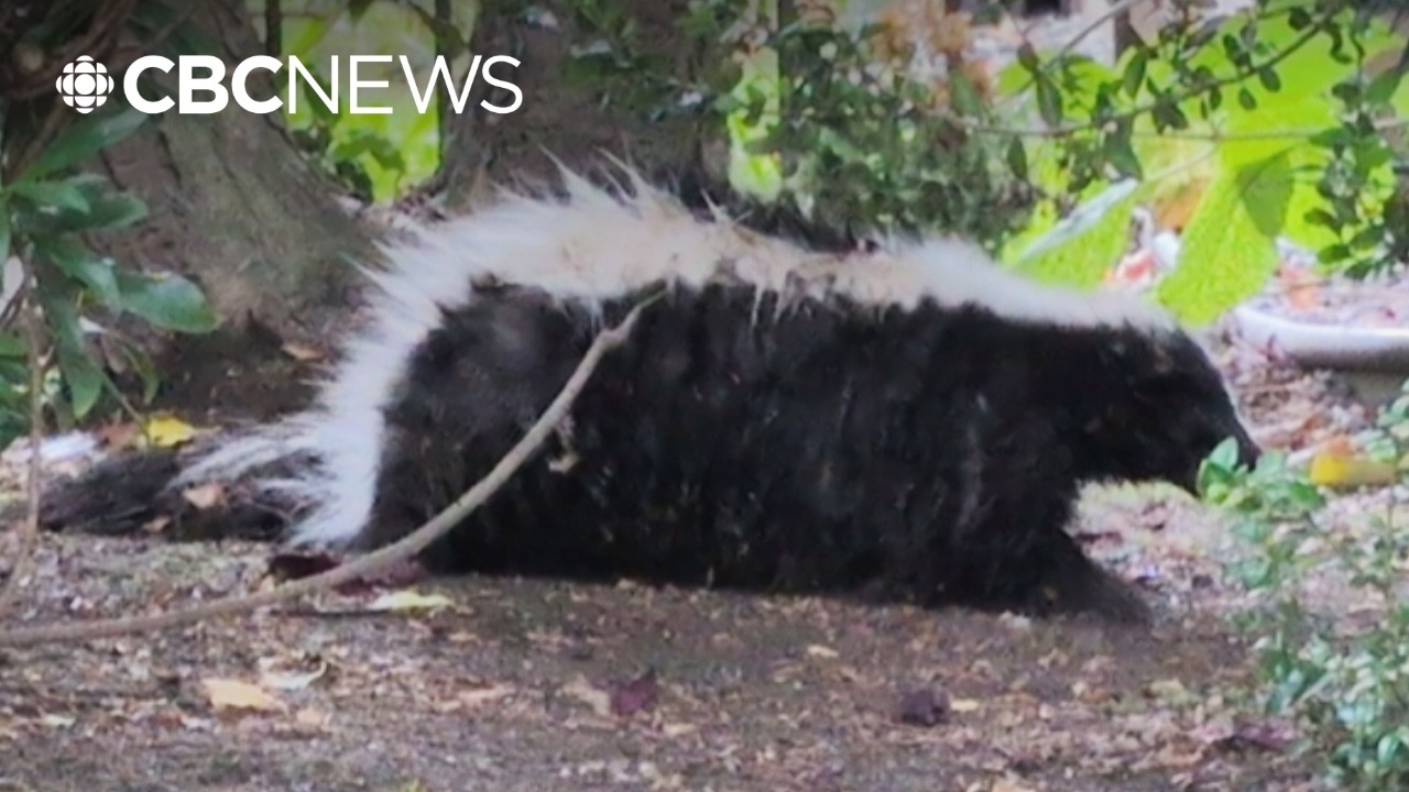 Rabid skunk bites 'small number' of people in downtown Vancouver: officials