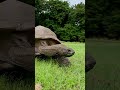 🐢🏅 Jonathan The Tortoise breaks World Record at 194 Years for oldest land animal