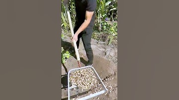 The process of screening peanuts = good tools to increase efficiency