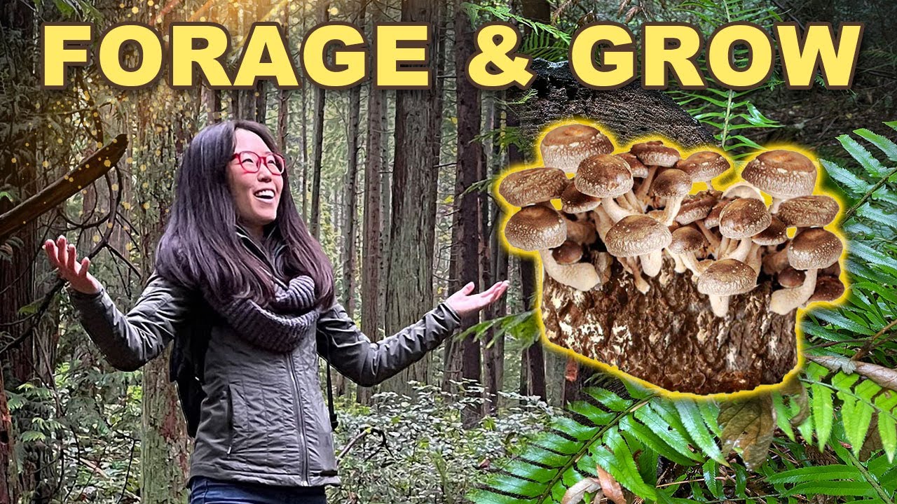 ⁣MUSHROOM FORAGING & Growing Shiitake at Home!