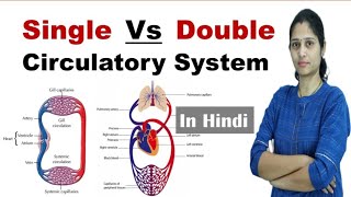 Difference between Single and Double Circulatory System | NEET | In Hindi | Science Explored