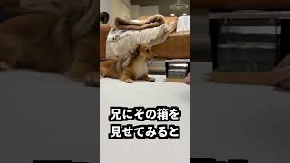 スマホをおくと犬が出る箱におもちゃを入れれば遊ばせられるはず!