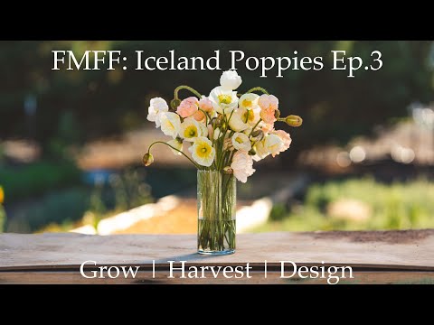 Video: Indoor Iceland Poppy Care: Loj hlob Iceland Poppy Ua Ib Lub Tsev