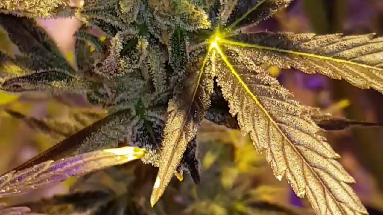 Blue mamoth two week till finish and the lemon zkittlez