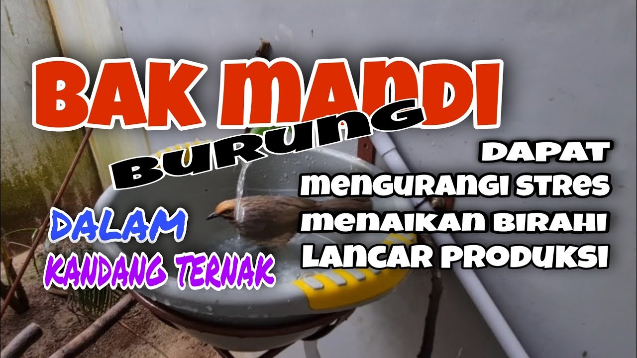 bak mandi burung dalam kandang ternak