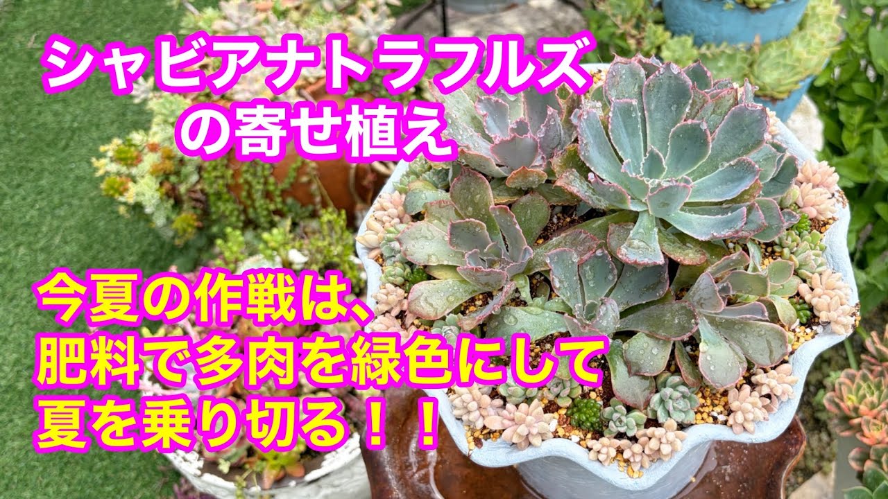 Vlog 281] Shaviana Truffles Arrangement / My Summer Strategy