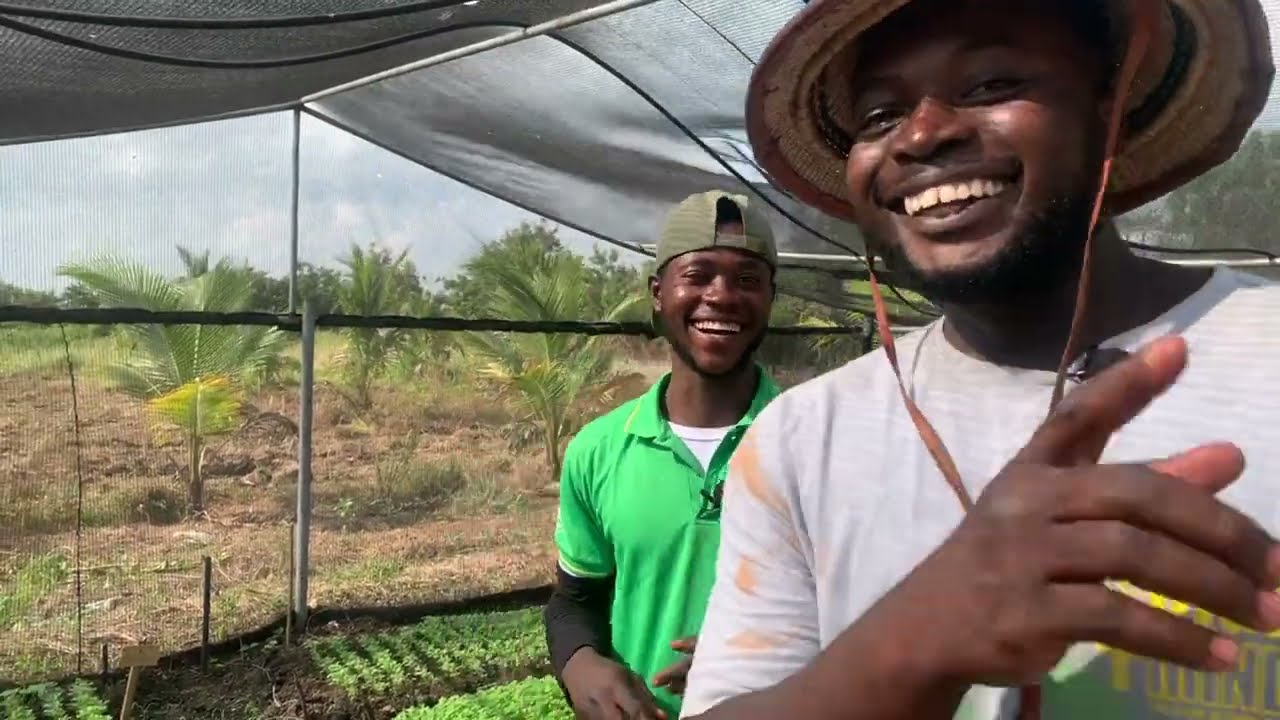 Tomato Farming | How I made Ghc100k in 4 months with just Ghc5k capital 