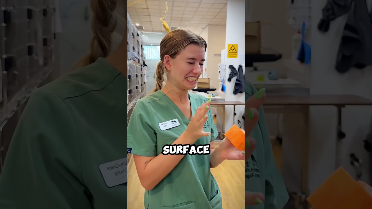 SUBSCRIBE IF YOU RESPECT VETERINARIANS 😱 (@companionani… — Transcript