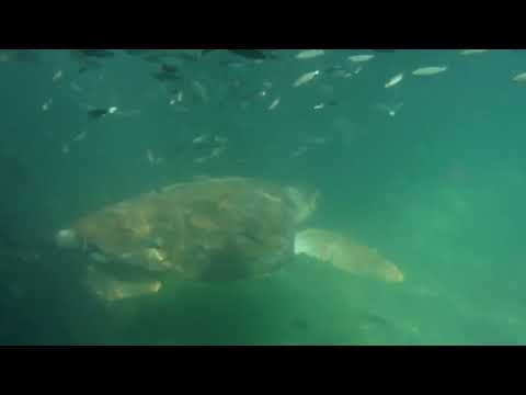 Videó: Hol Lehet Tengeri Teknősöket Látni Floridában