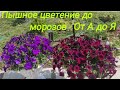 Чтобы петуния пышно цвела до морозов. Подкормка на целый месяц.Обработка.Стрижка.Полив.От А до Я!!!