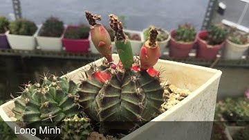 Trồng Xương Rồng gì cho người mới chơi ! Gymnocalycium trâu bò nhất
