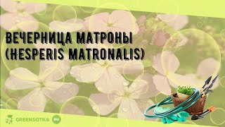 Вечерница матроны (Hesperis matronalis)