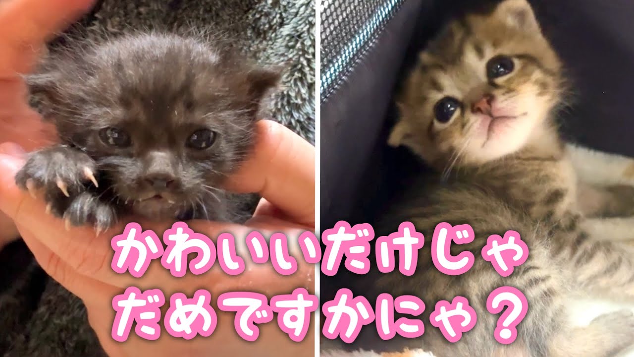 どうか生きてくれ！母猫に捨てられた姉弟猫⑥【子猫保護】 #猫 #cat #保護猫活動 #保護猫 #子猫 #catrescue #rescuecat #子猫保護 #cutiestreet