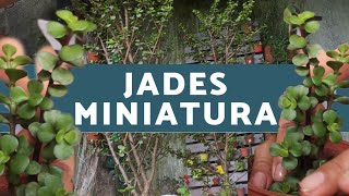 JADES MINIATURA |EL JARDÍN DE NENA|
