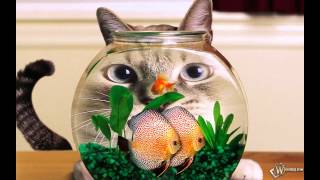 Кошки , коты и котята Кошки , коты и котята