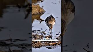 Black-bellied Sandpiper that lost a leg 🦩!! #facts #shortvideo #animals