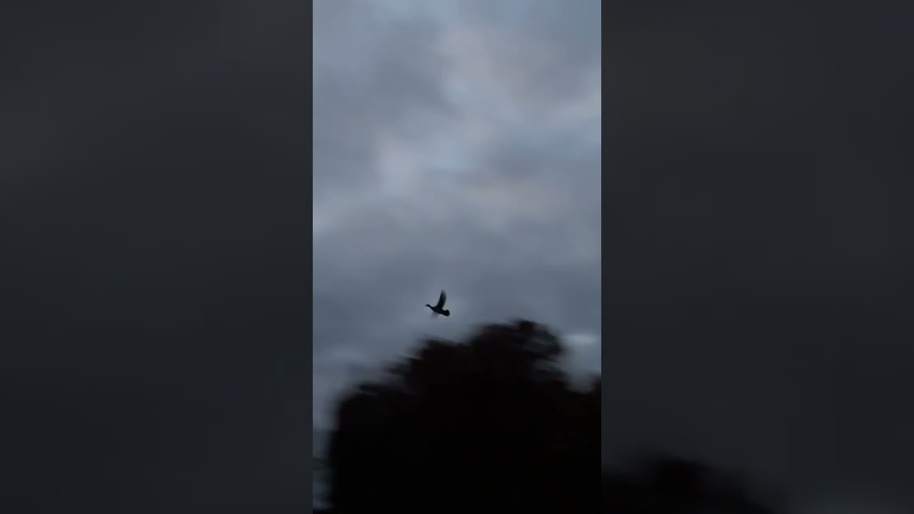 Morning wooduck ￼chaos🦆💥 